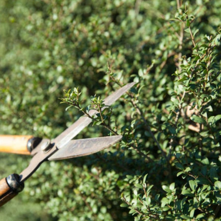 庭木剪定 岡崎市 | 岡崎市で庭木剪定ならお庭の窓口岡崎市