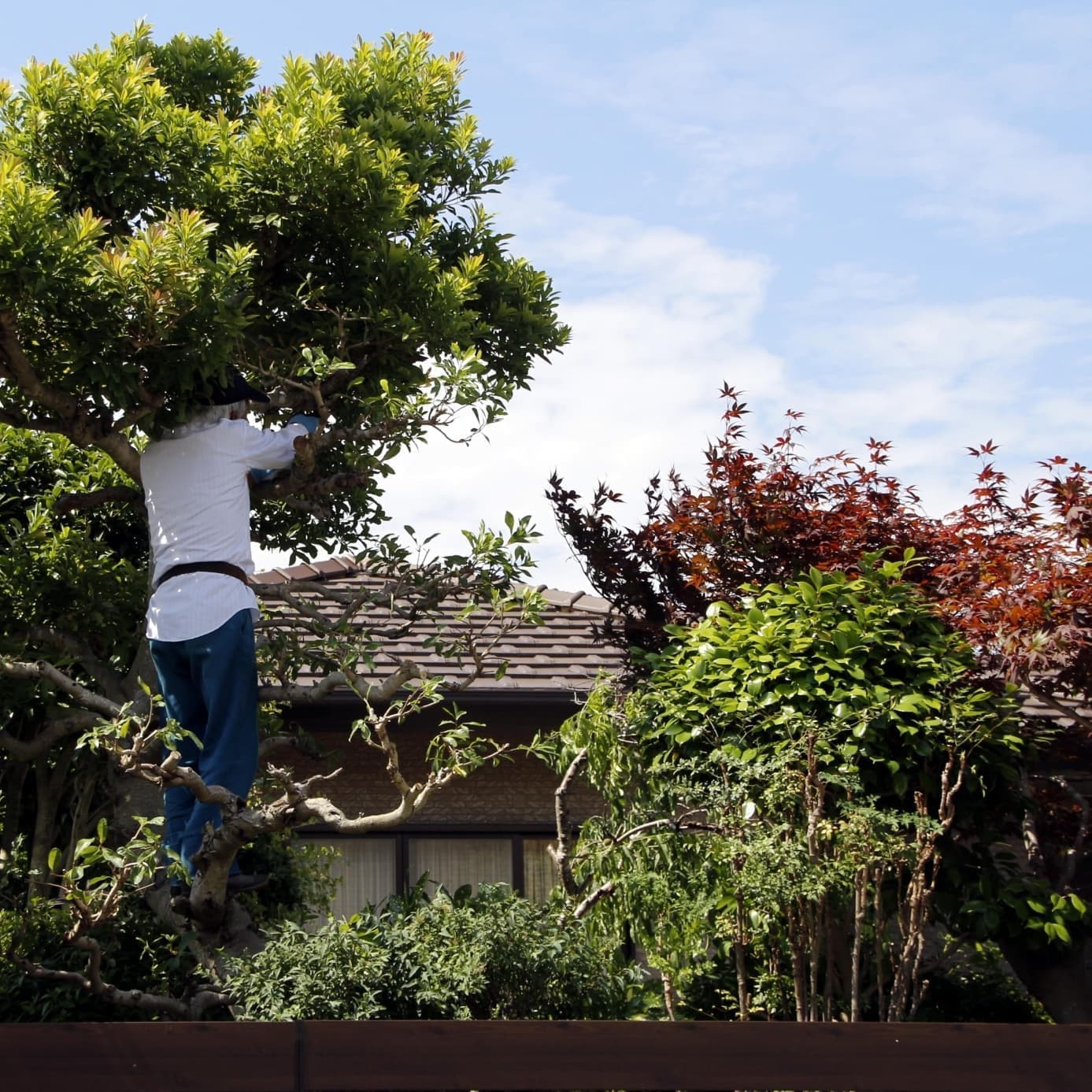 庭木伐採 岡崎市 | 岡崎市で庭木伐採ならお庭の窓口岡崎市