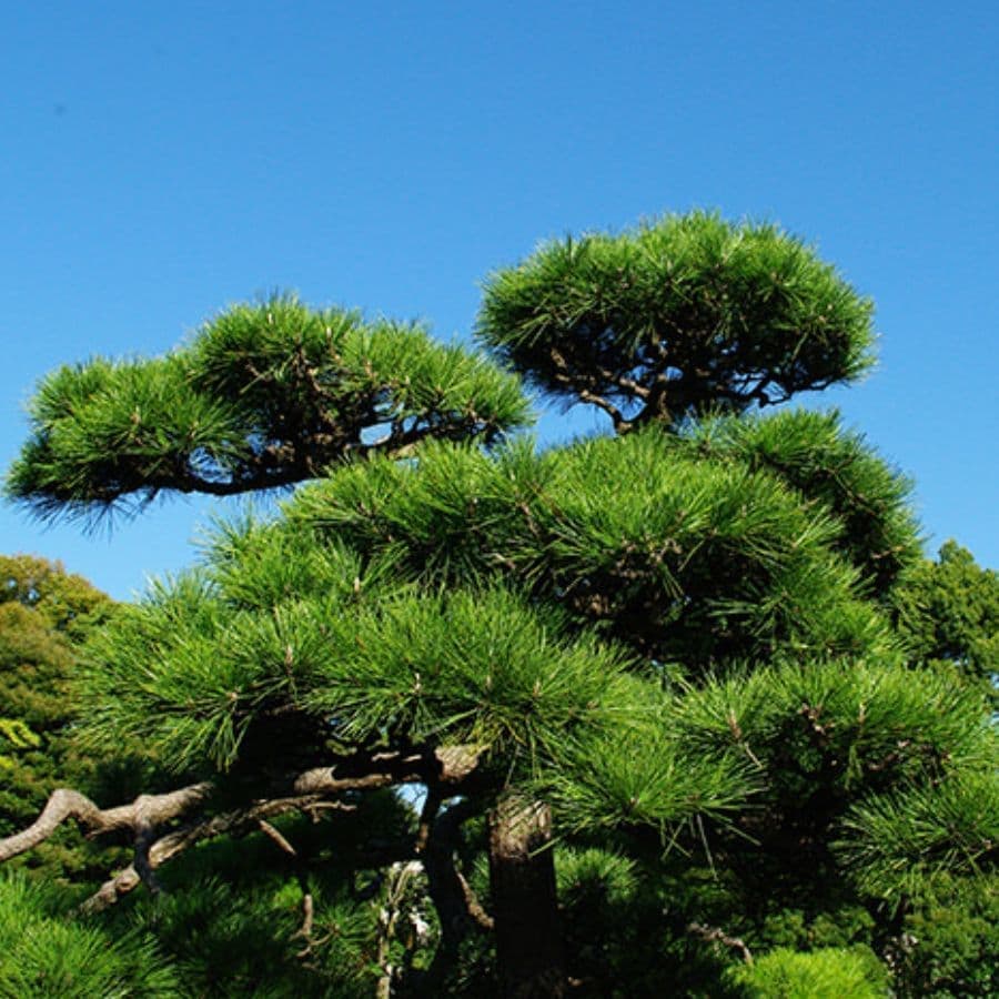 松の木剪定・伐採 岡崎市 | 岡崎市で松の木剪定・伐採ならお庭の窓口岡崎市
