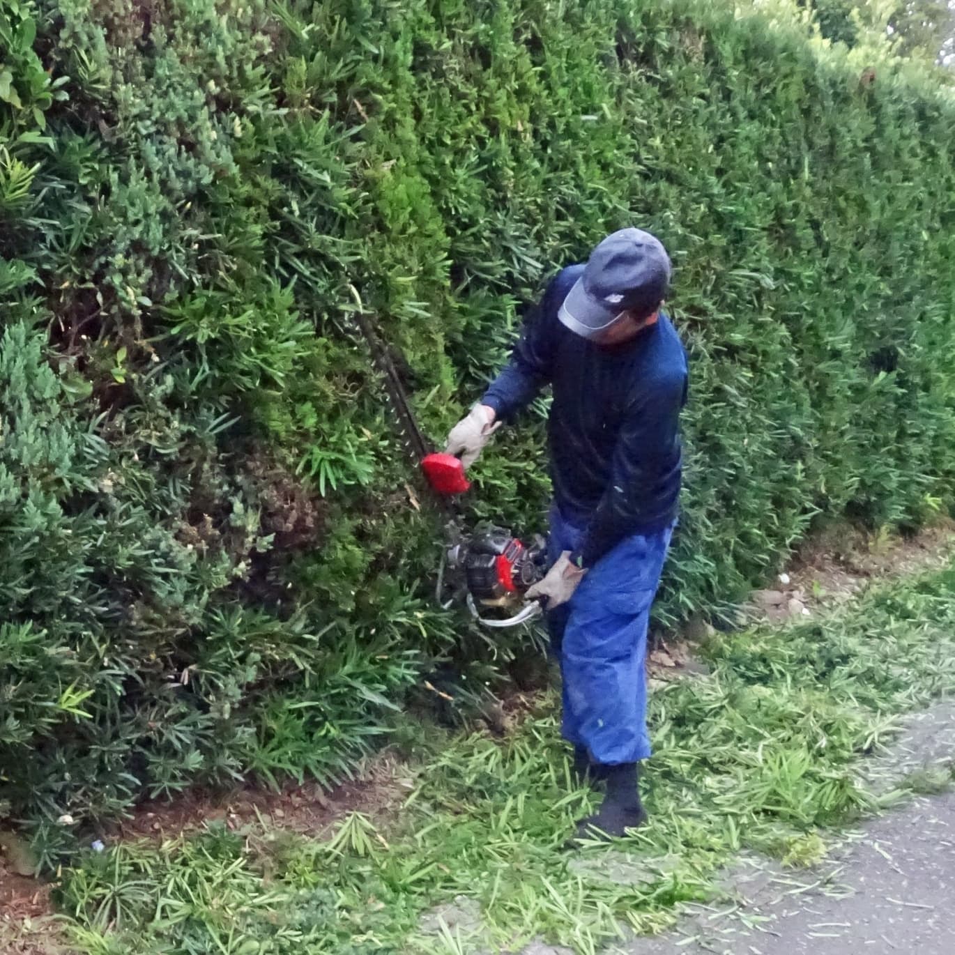生垣剪定 知立市 | 知立市で生垣剪定ならお庭の窓口知立市