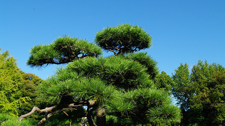 工事完成 | 岡崎市で庭木の剪定・伐採ならお庭の窓口岡崎市
