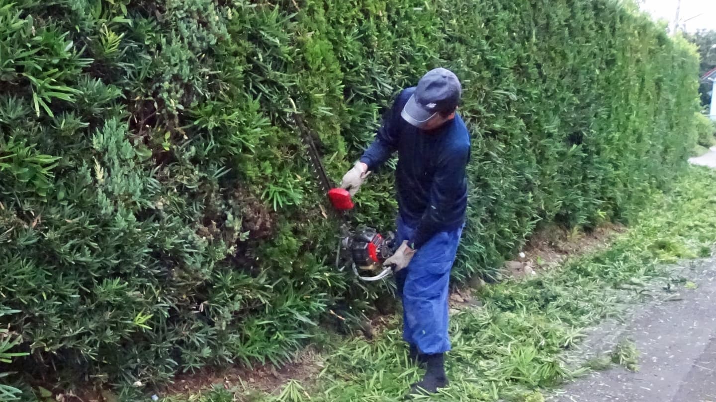 生垣剪定 岡崎市 | 岡崎市で生垣剪定ならお庭の窓口岡崎市