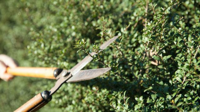 庭木剪定 岡崎市 | 岡崎市で庭木剪定ならお庭の窓口岡崎市