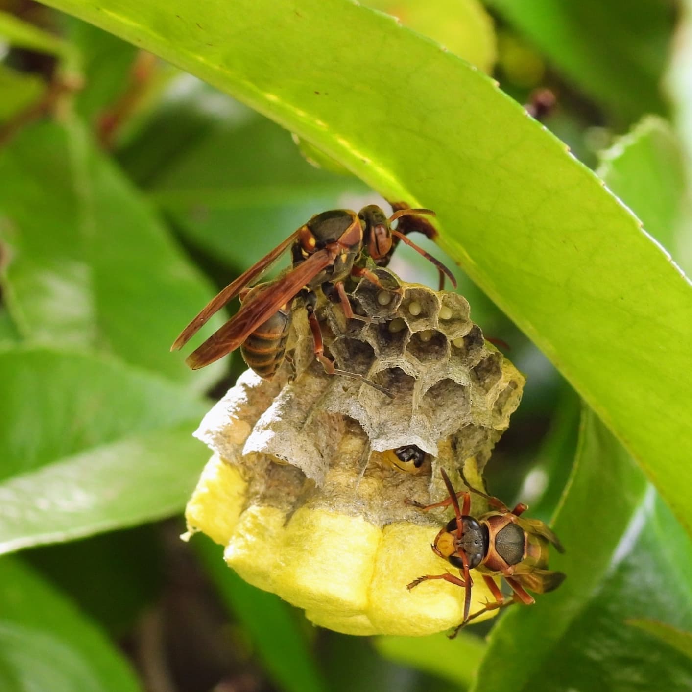 蜂の巣駆除 岡崎市 | 岡崎市で蜂の巣駆除ならお庭の窓口岡崎市
