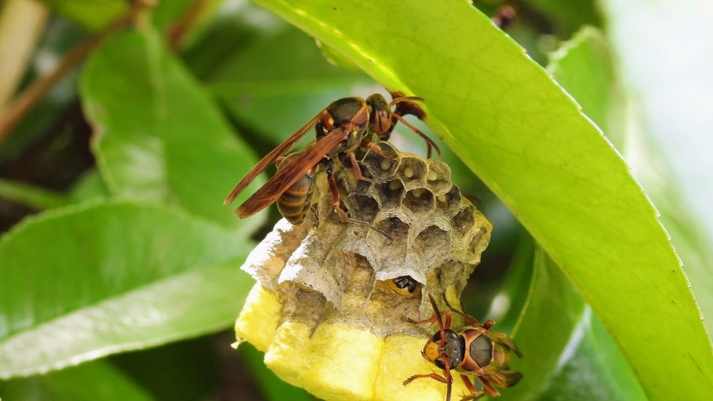 蜂の巣駆除 岡崎市 | 岡崎市で蜂の巣駆除ならお庭の窓口岡崎市